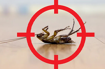 Cockroach Control Service in Mandaveli