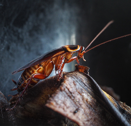Cockroach Control Service in Chennai
