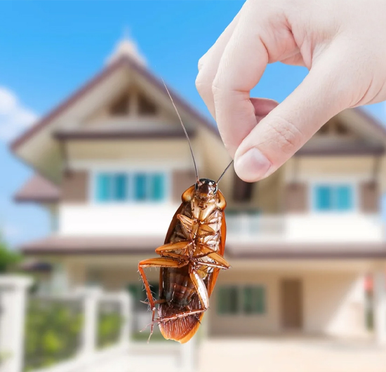 Cockroach Control Service in Kodambakkam