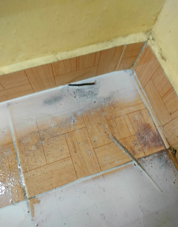 Adayar Pest Control Service