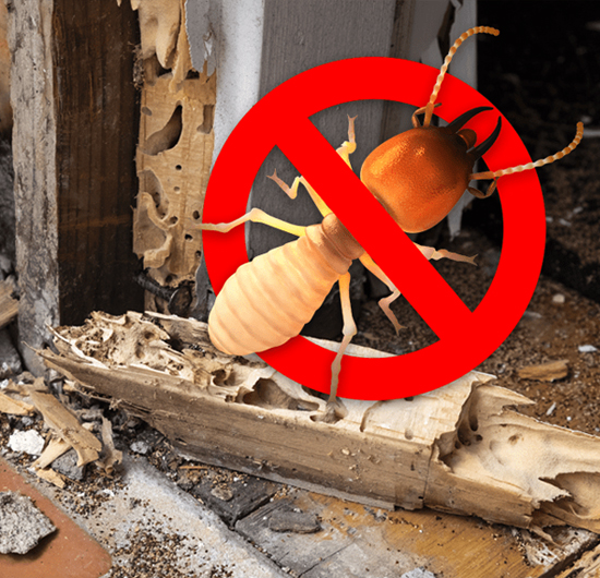 Termite Control Service in Kodambakkam