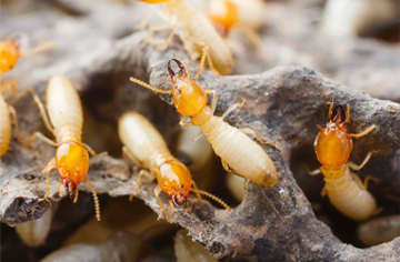 Cockroach Control Service in Kodambakkam